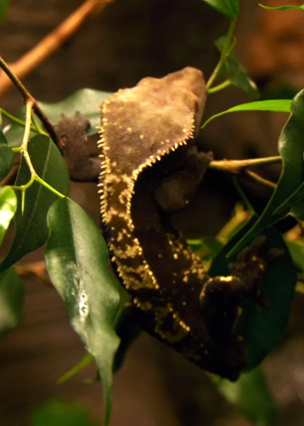 Hypermelanistic Axanthic Crestie