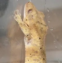 'Dalmation' spotted morph