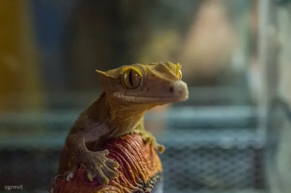 Crested Gecko