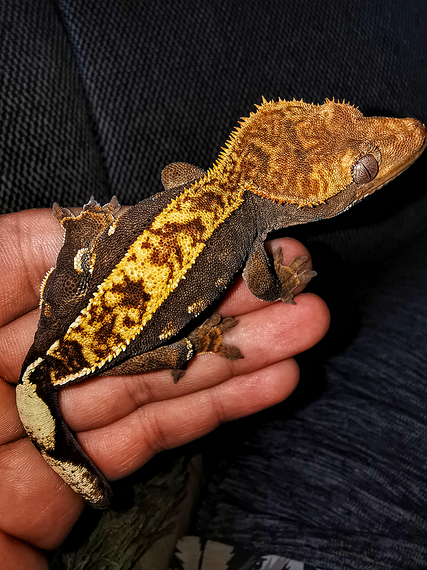Flame morph crestie
