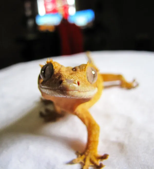 'Regular' morph, or wild-type crestie