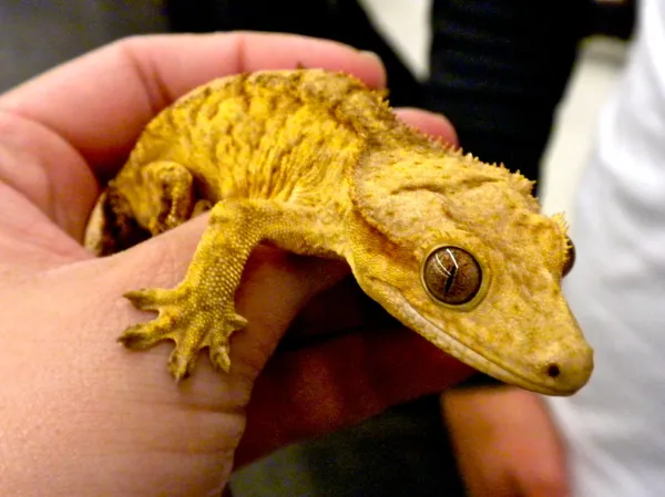 Stripy crestie