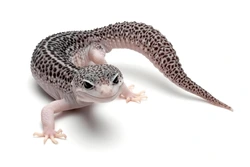 Snow leopard gecko next to orange leopard gecko