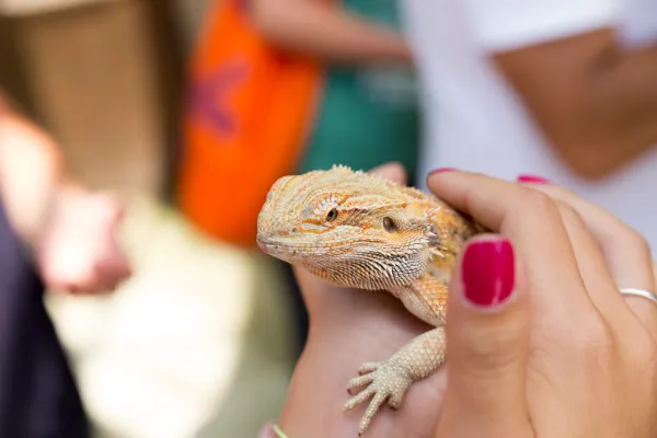 Bearded dragon