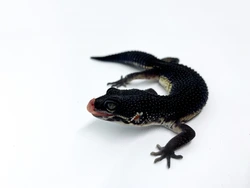 Black Night leopard gecko