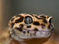 Halloween mask leopard gecko