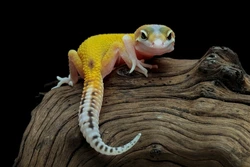 High yellow leopard gecko