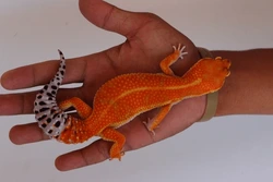 Very orange super hypomelanistic, spotless-bodied leopard gecko