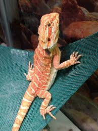 Baby leatherback bearded dragon