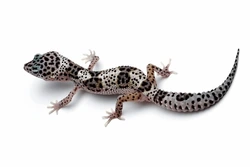 White spotted leopard gecko with brown saddles on back