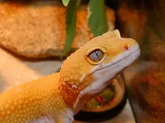 Orange leopard gecko