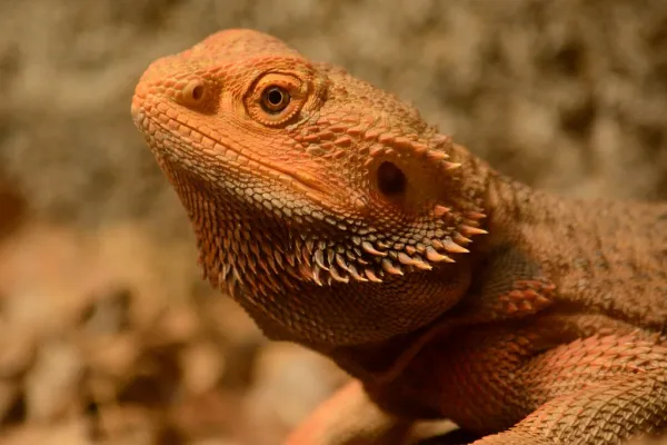 Red bearded dragon