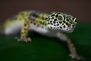 'normal' morph leopard gecko
