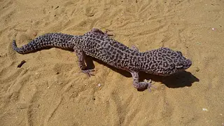 Wild type leopard gecko