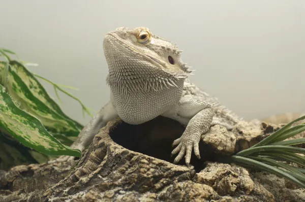 Adult zero bearded dragon with large jowls