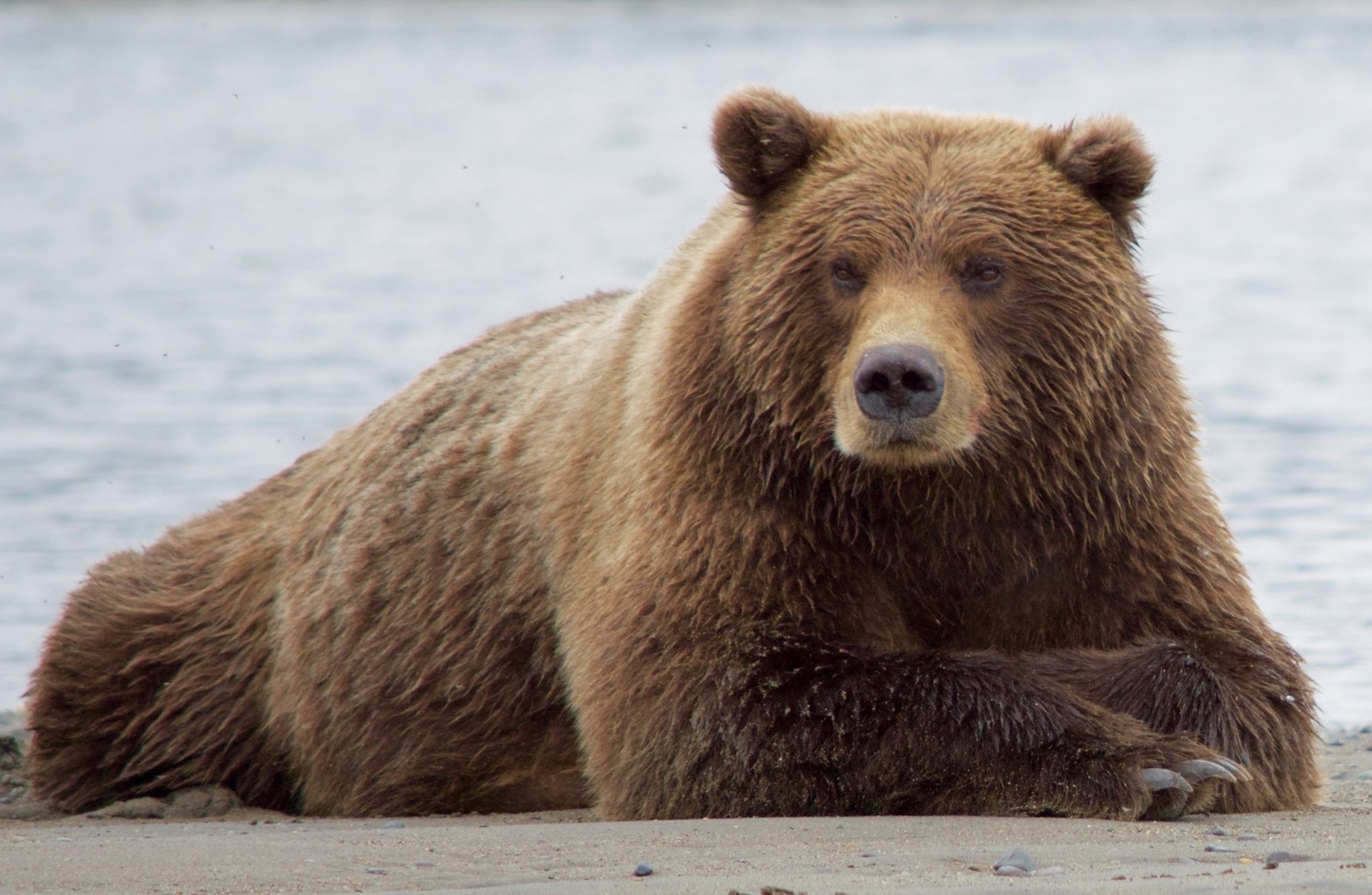 Brown Bear Lying Down