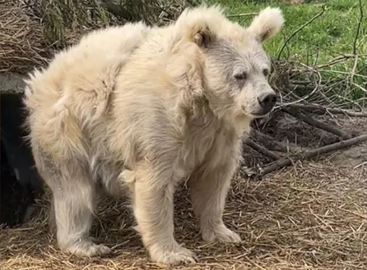 White Bear leaving Its Den