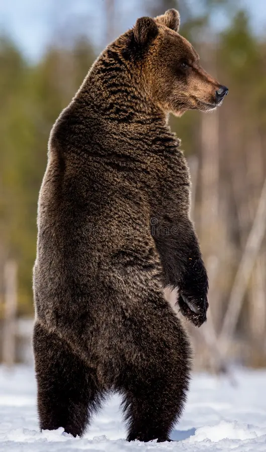 Brown Bear Lying Down