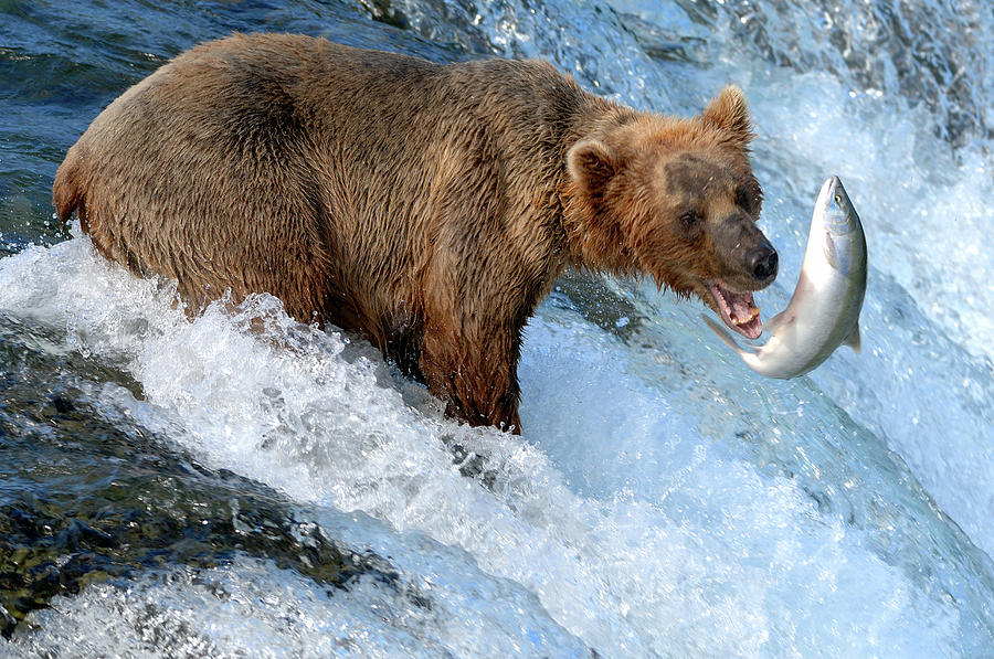 Brown Bear Catching Salmon