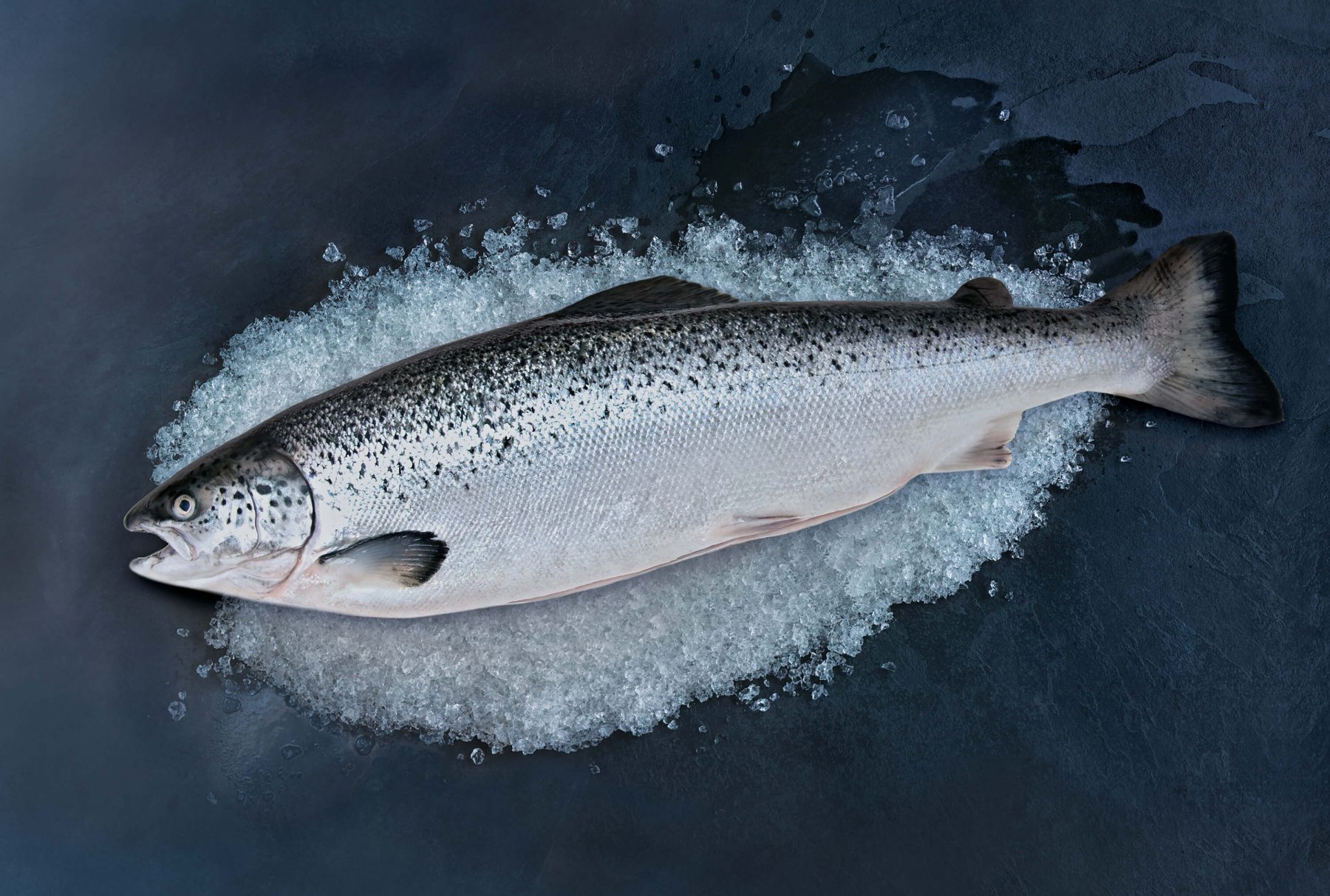 salmon