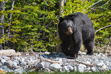 black Bear standing on all fours