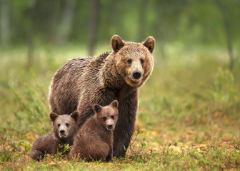 Brown bear with two cubs