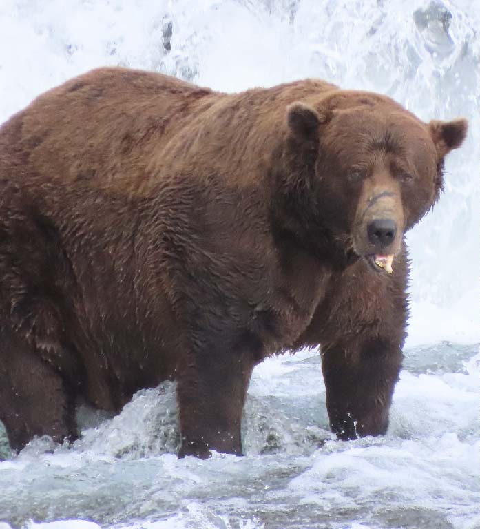 Fat Bear Week Winner