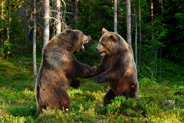 two brown bears fighting