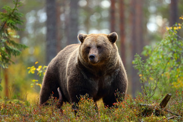 Two Grizzly Bears 