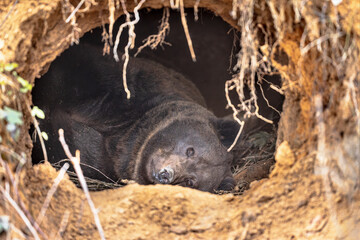 black bear hibernating in its den