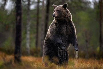 Brown Bear Lying Down
