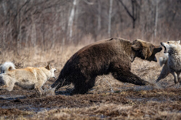 Brown Bear Catching Salmon