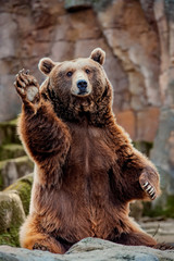 Brown Bear waving