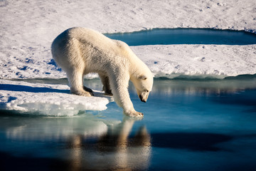 Polar Bear on Ice