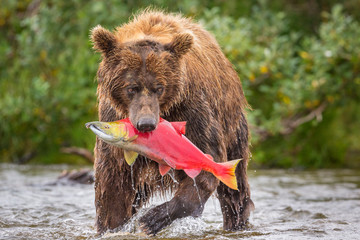 salmon