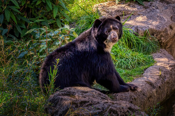 Spectacled Bear
