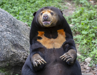 A sun bears face