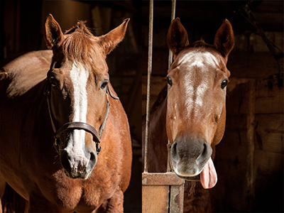Two Green Pastures Boarders