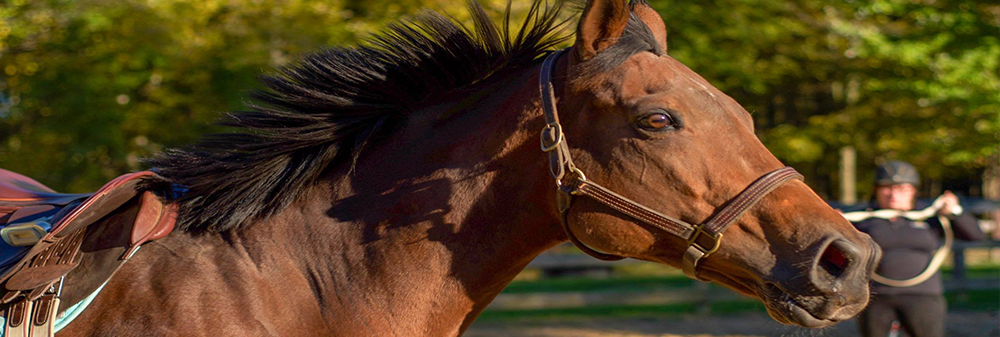 Close up picture of a horse