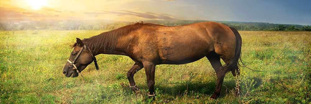 Horse grazing with a sunset in the background