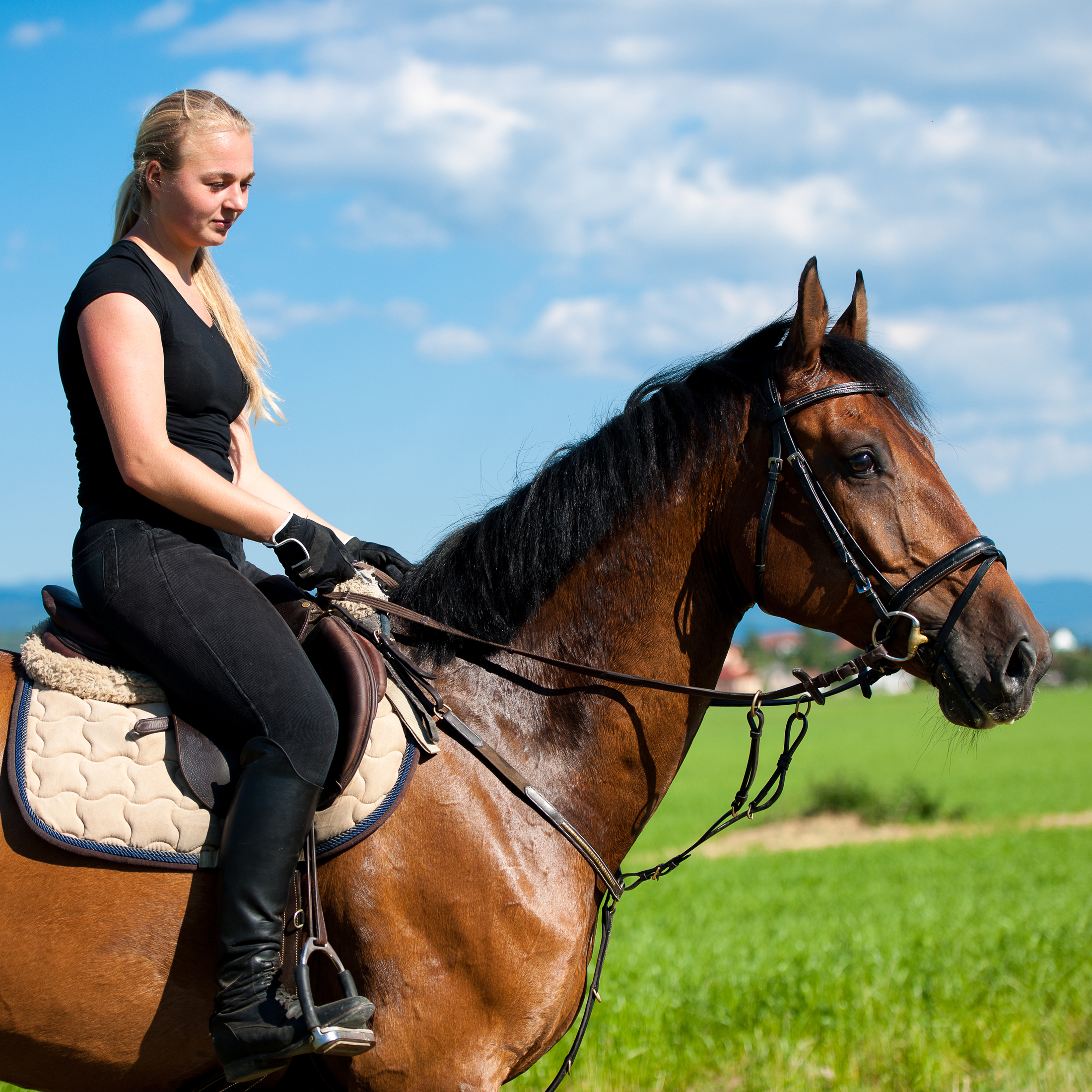 Horse Training