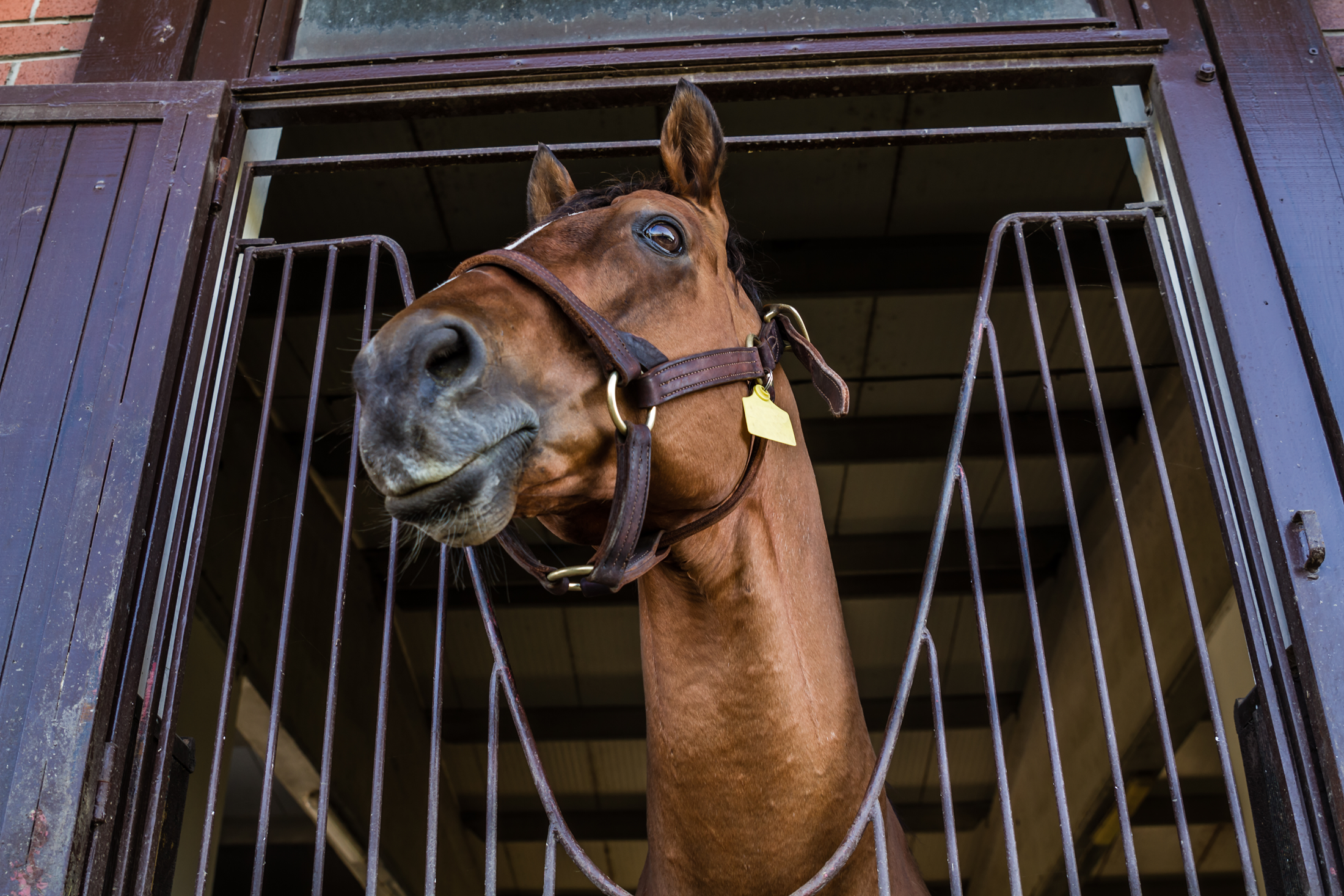 Horse Training